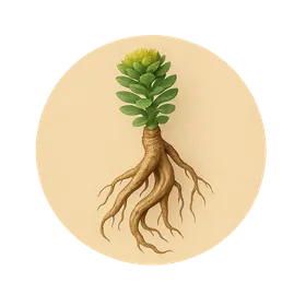 Extracto de Raíz de Rhodiola — ingrediente de Neuroson